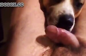 Người đàn ông đụ con chó của mình vào miệng trên camera