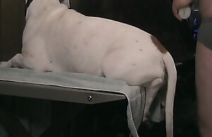 Thưởng thức các bản ghi âm bí mật của những người đồng tính nam và động vật tham gia vào các hành vi tình dục